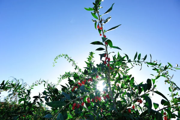 Owoce Rośliny Jagody Goji Słonecznym Ogrodzie — Zdjęcie stockowe