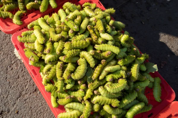 Groene Zijderupsen Eten Het Noordoosten Van China Rijk Aan Eiwitten — Stockfoto