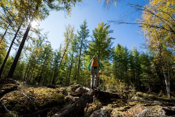 Solo Wandelende Vrouw Wandelen Zonsopgang Herfst Bos — Stockfoto