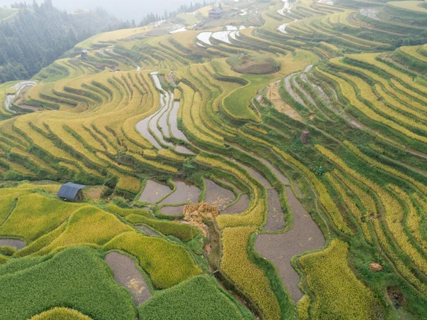 Beautiful terrace rice field with small houses in China