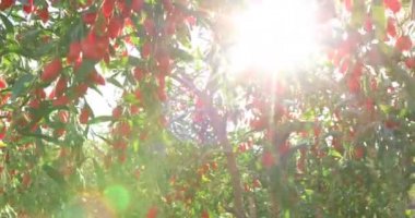 Gün ışığı bahçesinde goji meyveleri ve bitkilerin yakın görüntüsü