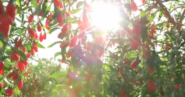 太陽の庭でゴジベリーや植物を間近で見ることができ — ストック動画