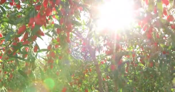 Vue Rapprochée Des Fruits Des Plantes Baies Goji Dans Jardin — Video