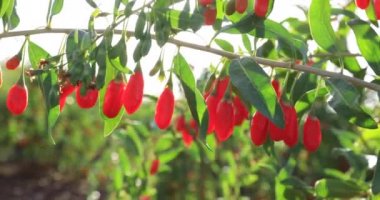 Gün ışığı bahçesinde goji meyveleri ve bitkilerin yakın görüntüsü