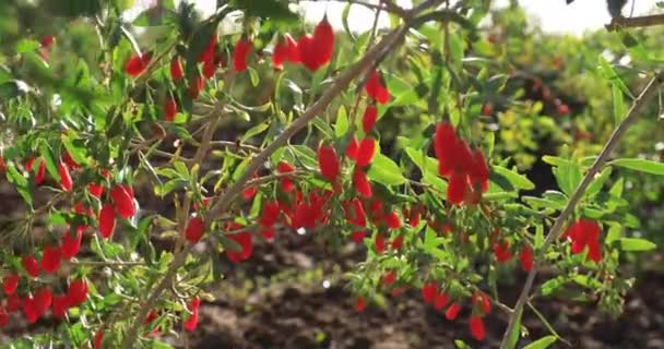 Κοντινή Άποψη Των Φρούτων Γκότζι Μούρα Και Φυτά Στον Κήπο — Αρχείο Βίντεο