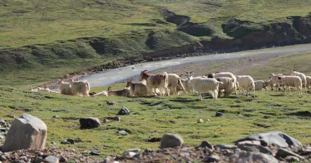 Gruppo Capre Che Camminano Nelle Praterie — Video Stock