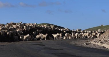 Dağ otlaklarında yürüyen bir grup beyaz koyun
