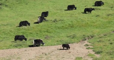 Tibet, Çin 'deki yüksek rakımlı dağlarda yaklar
