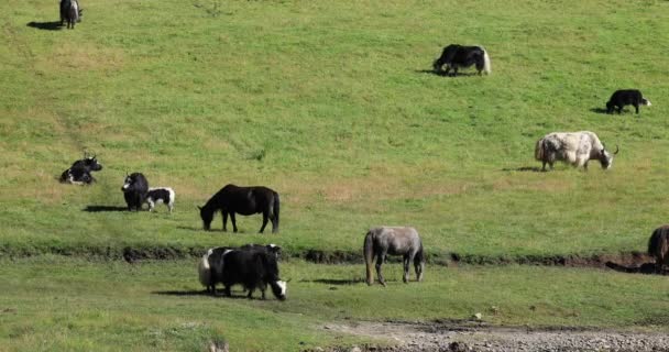 Yaks Høytliggende Fjell Tibet Kina – stockvideo