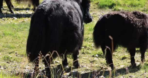 Yaks Ketinggian Tinggi Pegunungan Tibet Cina — Stok Video