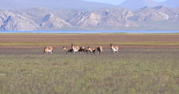 Hermosos Caballos Campo Pastos Las Montañas — Vídeo de stock