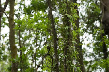 Tropikal ormanda ağaç gövdesine sarılmış parazit sarmaşığı
