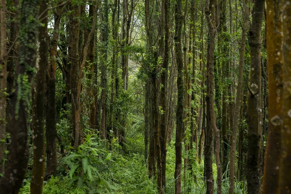 Parasitäre Reben Tropischen Wald Baumstamm Gewickelt — Stockfoto
