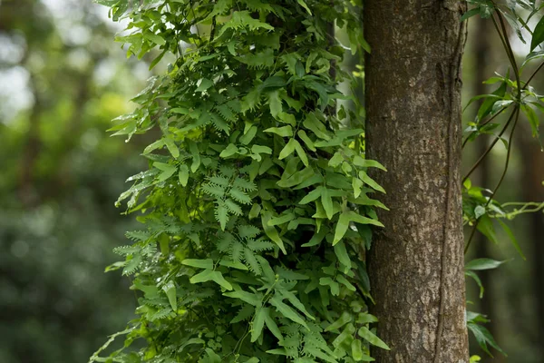 热带森林中的寄生藤蔓缠绕在树干上 — 图库照片