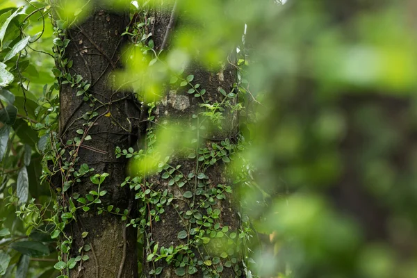 Vigne Parasite Enroulée Autour Tronc Arbre Dans Forêt Tropicale — Photo