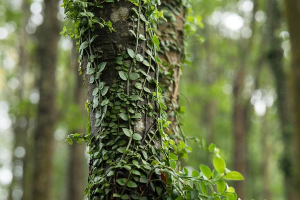 Videira Parasitária Enrolada Torno Tronco Árvore Floresta Tropical — Fotografia de Stock