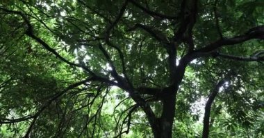 Dağlardaki ebedi yeşil ormandaki güzel ağaçlar