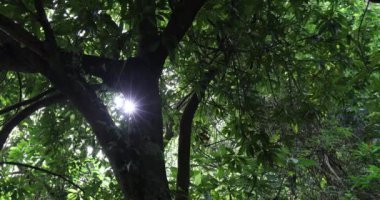 Dağlardaki ebedi yeşil ormandaki güzel ağaçlar