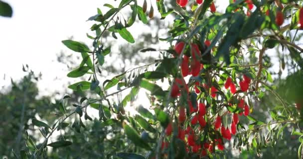 Vue Rapprochée Des Fruits Des Plantes Baies Goji Dans Jardin — Video