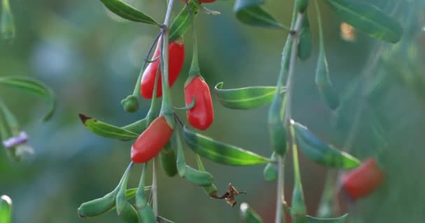 Zbliżenie Widok Jagody Goji Owoce Rośliny Słonecznym Ogrodzie — Wideo stockowe