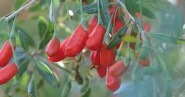 Gün ışığı bahçesinde goji meyveleri ve bitkilerin yakın görüntüsü