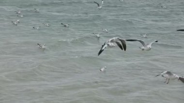 Martılar rüzgarlı suyun üzerinde uçuyor.