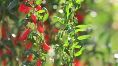 Gün ışığı bahçesinde goji meyveleri ve bitkilerin yakın görüntüsü