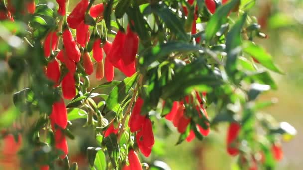 Vista Close Goji Bagas Frutas Plantas Jardim Sol — Vídeo de Stock