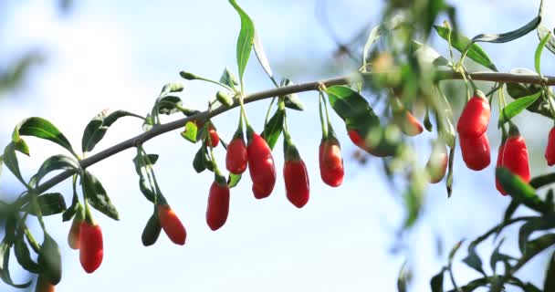 Vista Close Goji Bagas Frutas Plantas Jardim Sol — Vídeo de Stock