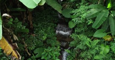 Tropikal yağmur ormanlarındaki güzel küçük dereyle şelaleye yaklaşan insansız hava aracı görüntüsü 