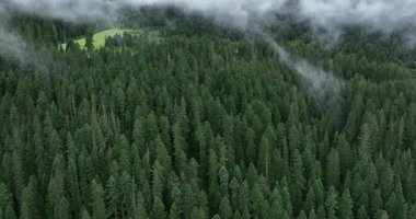 Ormandaki canlı yeşil ağaçların havadan çekilmiş videosu..