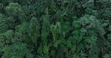 Yüksek açılı, yemyeşil bir tropikal orman tepe örtüsünün insansız hava aracı videosu. Bambu ağacı ormanı, Sichuan, Çin. 