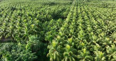 Yoğun yeşil bir palmiye ağacının havadan çekilmiş videosu..