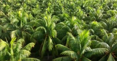 İnsansız hava aracı, ormandaki yoğun yeşil palmiye ağaçlarının videosu..