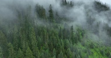 Barışçıl, yeşil bir ormanın sisle kaplanmış insansız hava aracı videosu..