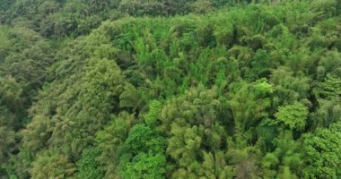 Teraslı tarlalar ve yüksek ağaçlar yemyeşil bir dağ vadisini dolduruyor..