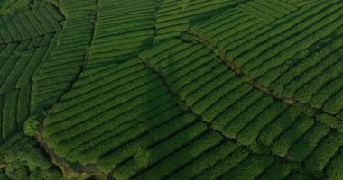 Çin çiftlik arazisi. yemyeşil çay tarlaları ve yemyeşil sıralı hava videoları.