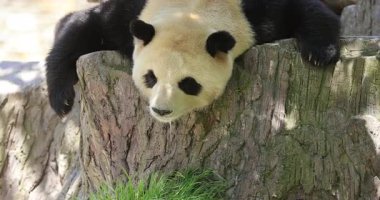 Tembel bir panda büyük, ahşap bir kütüğe uzanıp dinlenir. 