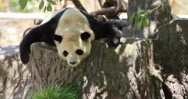 Tembel bir panda büyük, ahşap bir kütüğe uzanıp dinlenir. 