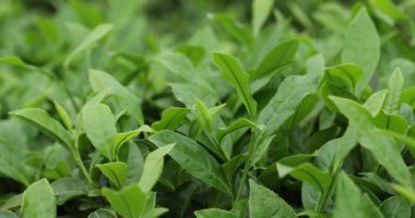 Bir video, taze, canlı ve yeşil çay bitkilerinden oluşan yoğun bir yatak gösteriyor..