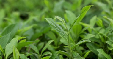 Bir video, taze, canlı ve yeşil çay bitkilerinden oluşan yoğun bir yatak gösteriyor..