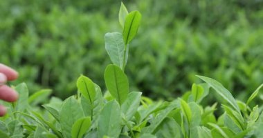 Bir video, taze, canlı ve yeşil çay bitkilerinden oluşan yoğun bir yatak gösteriyor..