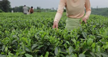 Gün boyunca tarlada taze yeşil çay yaprakları toplayan birinin yakın çekim videosu. 