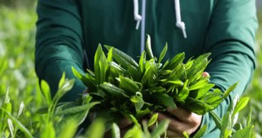 Bir video, elinde taze yeşil bir demet çay bitkisi tutan birini gösteriyor..