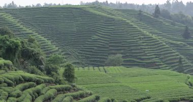 Teraslı çay tarlaları bu manzara videosundaki sisli, yeşil dağlara ve tepelere tırmanıyor..