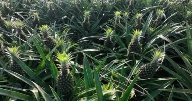 Yeşil ananaslar yemyeşil, canlı bir tarlada bol bol yetişir. 