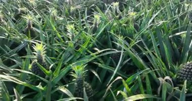 Yeşil ananaslar yemyeşil, canlı bir tarlada bol bol yetişir. 