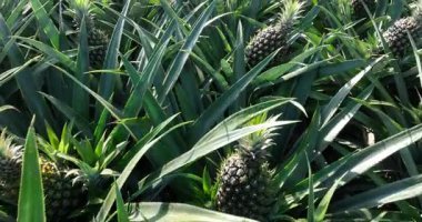 Yeşil ananaslar yemyeşil, canlı bir tarlada bol bol yetişir. 