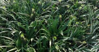 Ananaslar yoğun yeşil bir alanda büyür. Dikenli bitkilerin videosunu kapat 