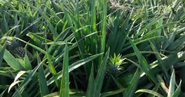 Genç, sivri bir ananas, bir bitkinin yoğun yeşil yaprakları arasında yetişir..